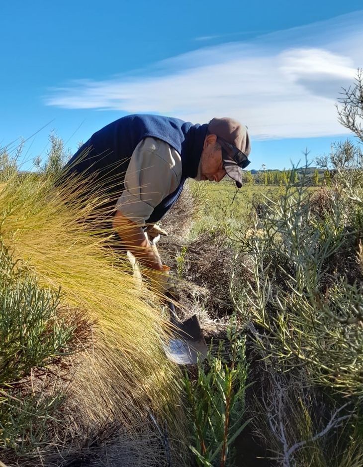 Se aprovecharon matas de espino negro, palo piche y coirón para proteger los plantines. Foto: gentileza. Se aprovecharon matas de espino negro, palo piche y coirón para proteger los plantines. Foto: gentileza.