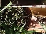 Impactante hallazgo de un ataúd de bebé abandonado cerca de una escuela