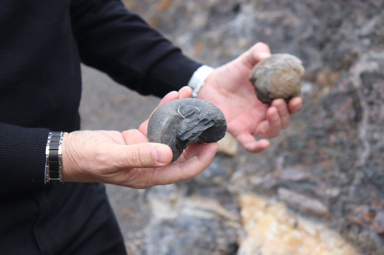 Los amonites son fósiles oceánicos que se encuentran en la formación Vaca muerta en Añelo. Pero en el Norte neuquino, afloran a la superficie. Los amonites son fósiles oceánicos que se encuentran en la formación Vaca muerta en Añelo. Pero en el Norte neuquino, afloran a la superficie.