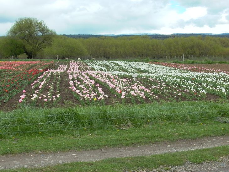 El foco no es la flor de octubre, sino el bulbo: el activo que Argentina puede sanear y posicionar en el mercado global, reduciendo la dependencia de la importación holandesa. Foto: gentileza Centro Pyme. El foco no es la flor de octubre, sino el bulbo: el activo que Argentina puede sanear y posicionar en el mercado global, reduciendo la dependencia de la importación holandesa. Foto: gentileza Centro Pyme.