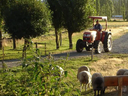 el agroturismo como potenciador; casos de exito en el alto valle