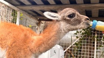 Tras una denuncia anónima, el Consejo Agrario de Santa Cruz intervino en la vivienda de Río Gallegos y rescató al chulenguito, al que criaban en condiciones deplorables. Tras una denuncia anónima, el Consejo Agrario de Santa Cruz intervino en la vivienda de Río Gallegos y rescató al chulenguito, al que criaban en condiciones deplorables.