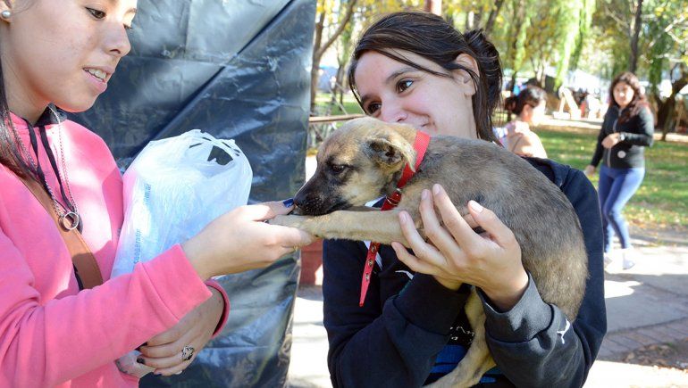 Les buscarán familia a 20 perros en el paseo costero