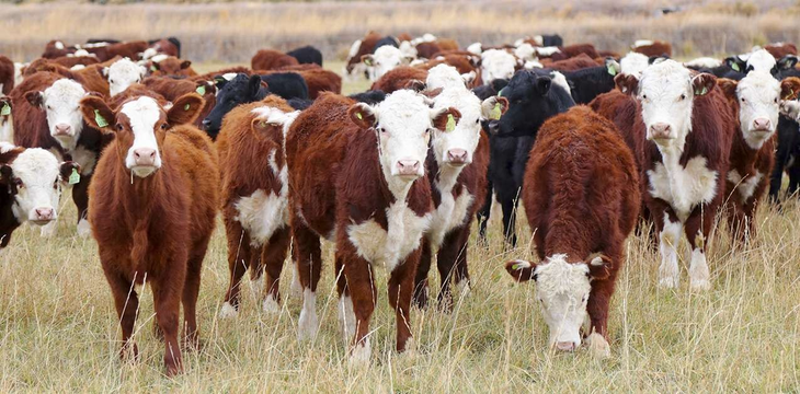 El objetivo de la ley es profundizar los logros alcanzados en las cuatro primeras fases del programa. Foto: Producción. El objetivo de la ley es profundizar los logros alcanzados en las cuatro primeras fases del programa. Foto: Producción.