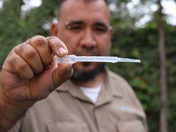 La presencia del mosquito Aedes aegypti generó la activación del protocolo nacional. La presencia del mosquito Aedes aegypti generó la activación del protocolo nacional.