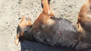 Doberman apuñalado en Caleta Olivia. Doberman apuñalado en Caleta Olivia.