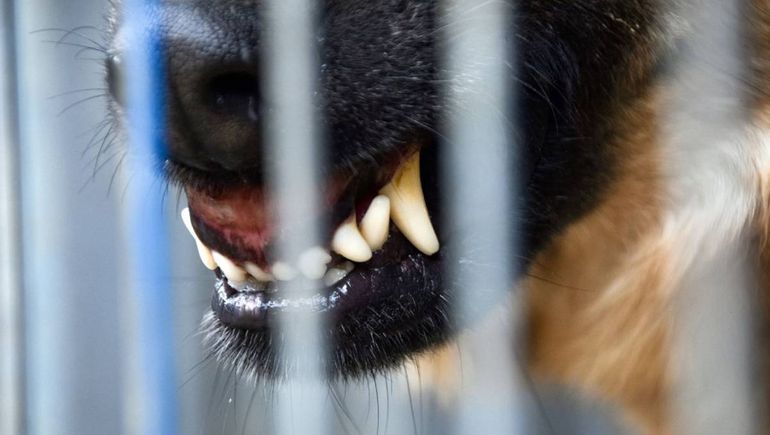 La vecina de Ferri fue brutalmente herida por dos perros enormes. Realizará la denuncia. 
