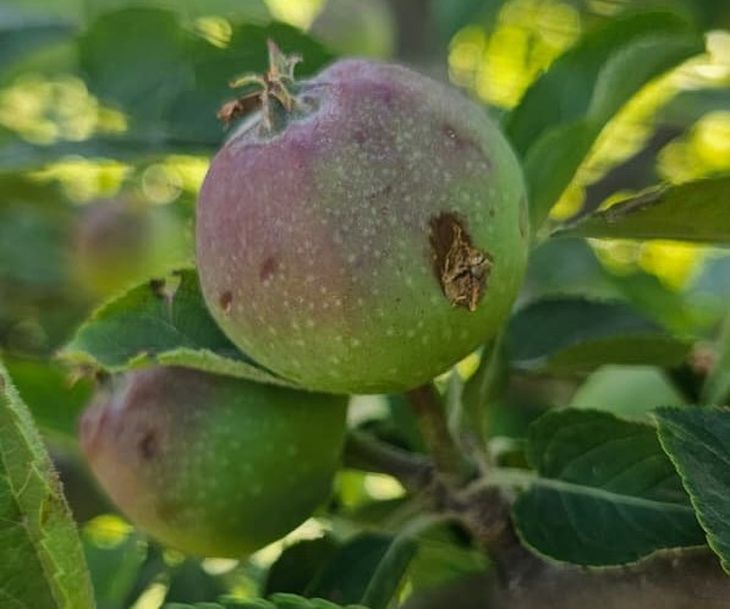 “Hay peras que tienen entre 6 y 8 golpes cada una”, afirman. “Hay peras que tienen entre 6 y 8 golpes cada una”, afirman.