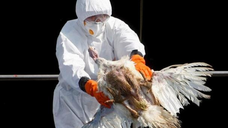 Un técnico sanitario recoge aves sacrificadas con el virus H5N1. Foto: La Vanguardia Un técnico sanitario recoge aves sacrificadas con el virus H5N1. Foto: La Vanguardia