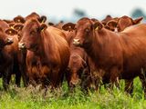 Argentina fue modelo en la región por la calidad que alcanzó su rodeo vacuno y por los emblemáticos “bifes” incomparables.