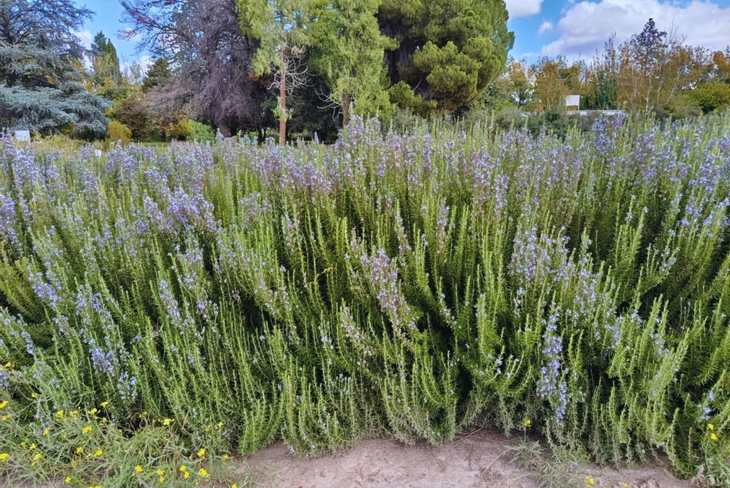 Planta de Franco INTA en floración: Floración lila persistente atrae polinizadores y embellece jardines todo el año. Foto: INTA | Más Produccion Planta de Franco INTA en floración: Floración lila persistente atrae polinizadores y embellece jardines todo el año. Foto: INTA