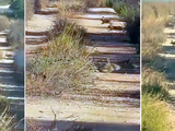Decenas de conejos atraviesan el carril que separa una plantación de olivos. Foto: club-caza.com