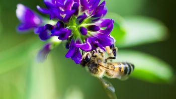 abeja-alfalfa