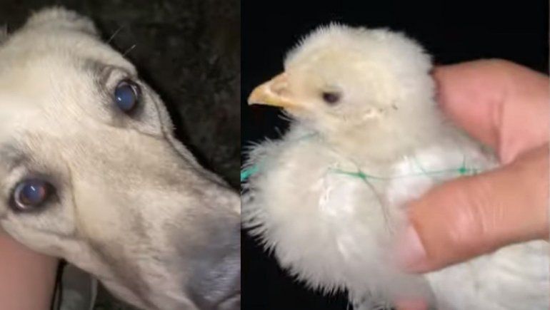 La acción de esta perrita no deja de sumar reproducciones en YouTube