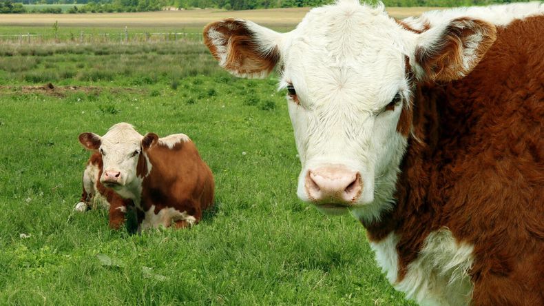 Por tercer año consecutivo crece la participación de préstamos en moneda extranjera, mientras retroceden las operaciones nominadas en pesos. | LM Neuquen Por tercer año consecutivo crece la participación de préstamos en moneda extranjera, mientras retroceden las operaciones nominadas en pesos.