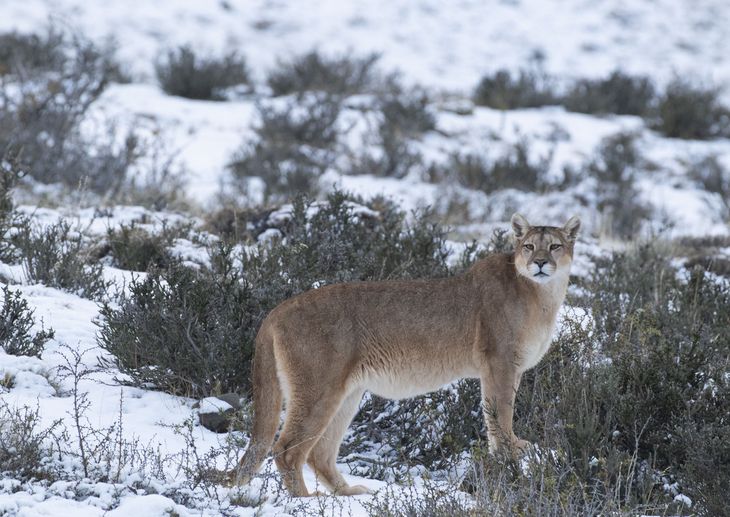 La explosión de conejos en Neuquén no solo afecta a la ganadería: también altera la cadena alimentaria y podría favorecer el aumento del puma, intensificando el conflicto con crianceros de la región. La explosión de conejos en Neuquén no solo afecta a la ganadería: también altera la cadena alimentaria y podría favorecer el aumento del puma, intensificando el conflicto con crianceros de la región.