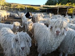 patagonia: se pago un promedio de 9 dolares por el pelo de cabra mohair patagonia: se pago un promedio de 9 dolares por el pelo de cabra mohair