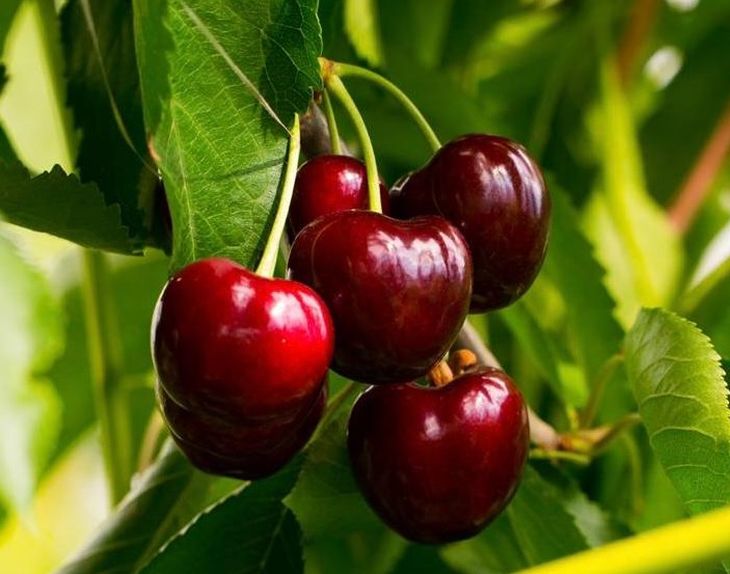 Las producción de cerezas en el norte de la Patagonia caería al menos un 15% en la presente temporada. | Más Produccion Las producción de cerezas en el norte de la Patagonia caería al menos un 15% en la presente temporada.