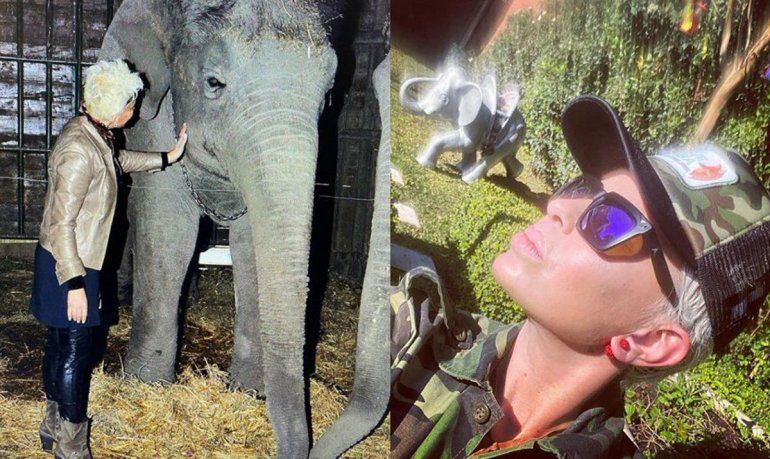 La desesperada lucha de Daniela Cardone por salvar a la elefanta Shamira