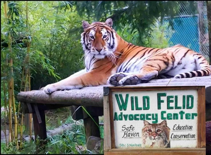 El santuario albergaba a 37 felinos de diversas especies, incluyendo pumas, linces y tigres. Ahora, quedan solo 17. Foto: @WildFelidAdvocacyCenter. El santuario albergaba a 37 felinos de diversas especies, incluyendo pumas, linces y tigres. Ahora, quedan solo 17. Foto: @WildFelidAdvocacyCenter.