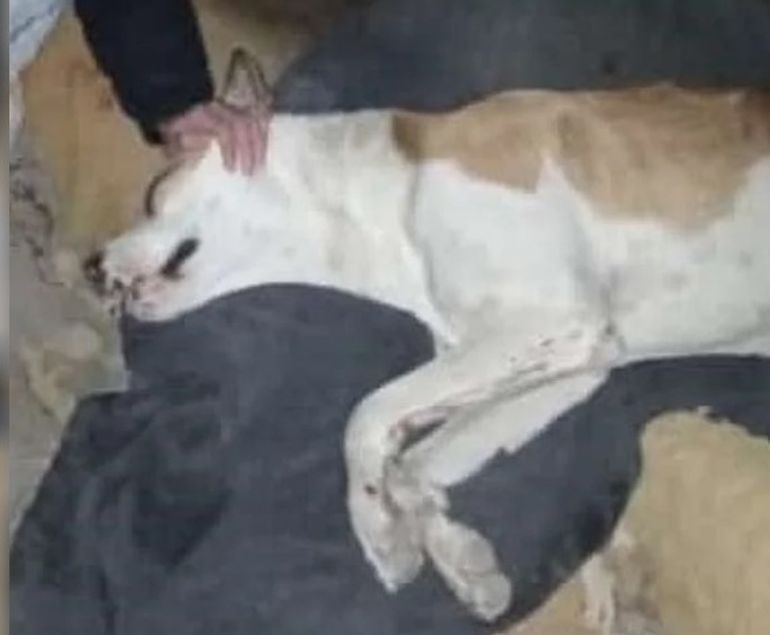 El perro baleado murió minutos después de la discusión en la puerta de su casa: estaba con la familia de Trelew desde que era un cachorro de 45 días. El perro baleado murió minutos después de la discusión en la puerta de su casa: estaba con la familia de Trelew desde que era un cachorro de 45 días.