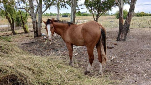 La potranca descuartizada en Trelew era mascota de los nietos de su dueño.