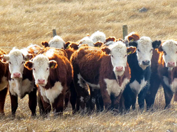 La pérdida de competitivida se está haciendo notar en el sector ganadero. La pérdida de competitivida se está haciendo notar en el sector ganadero.