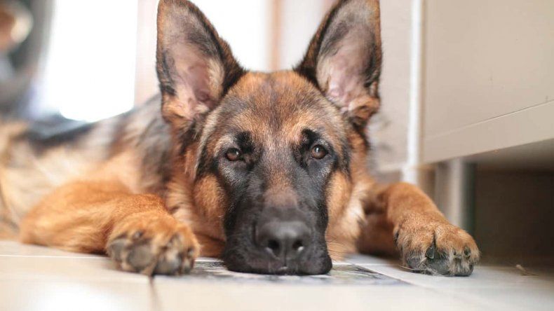 Murió el primer perro en dar positivo por covid-19