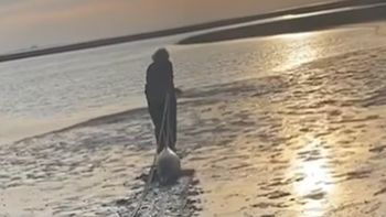 El conmovedor esfuerzo del hombre que le salvó la vida a dos delfines en una playa desolada de San Antonio Este, en Río Negro. El conmovedor esfuerzo del hombre que le salvó la vida a dos delfines en una playa desolada de San Antonio Este, en Río Negro.