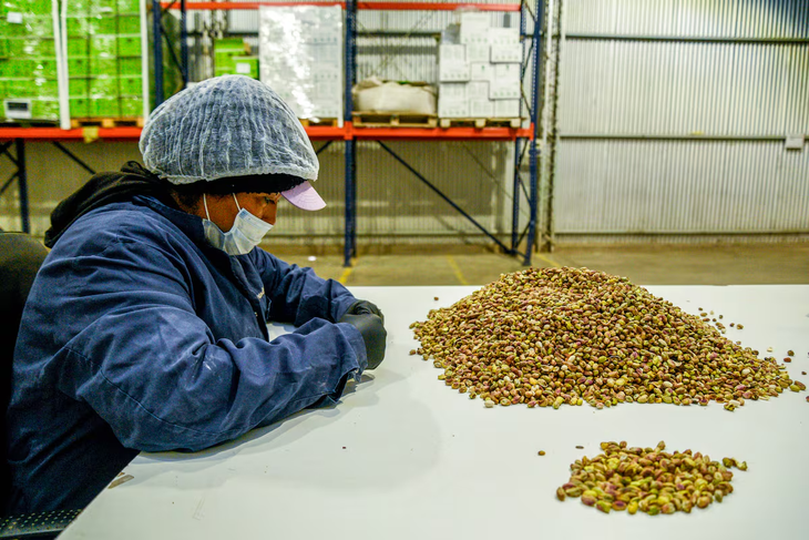 Control de calidad en Pistachos de los Andes.Celina Mutti Lovera (Dialogue Earth) Control de calidad en Pistachos de los Andes.Celina Mutti Lovera (Dialogue Earth)