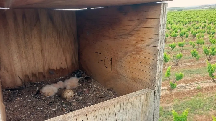 Polluelos de cernícalo. Efeagro/Bayer Polluelos de cernícalo. Efeagro/Bayer