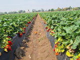 El Servicio Nacional de Sanidad y Calidad Agroalimentaria supervisa plantines importados desde Estados Unidos y España con estrictos controles sanitarios para evitar el ingreso de plagas al país.