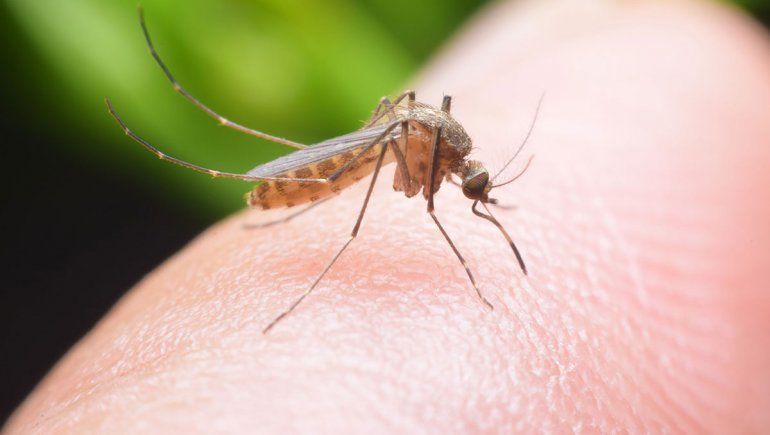 Dengue: prevención ante una nueva epidemia por el calor