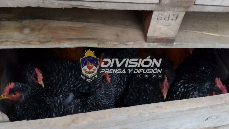 Robaron 19 gallinas y 19 codornices de una escuela del Chañar
