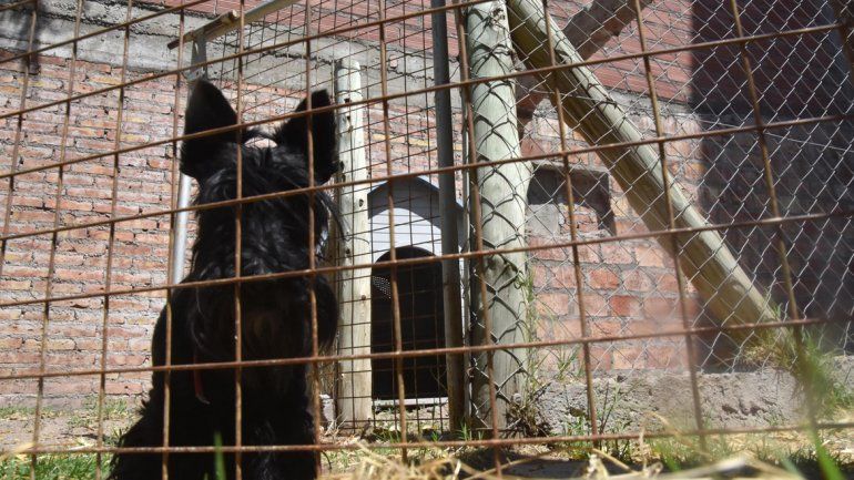 Cada guardería ofrece su propio atractivo para las mascotas.