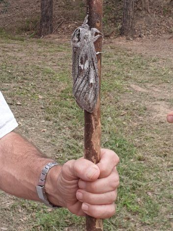 Facebook: una mujer fotografió a una polilla gigante