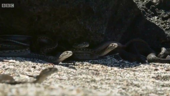 Mirá la escena más espectacular que se haya filmado en un documental sobre animales