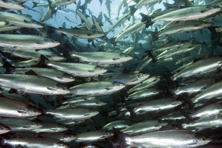 Noruega es el mayor productor de salmón del mundo, con una producción anual que ronda las 1,2 millones de toneladas. Noruega es el mayor productor de salmón del mundo, con una producción anual que ronda las 1,2 millones de toneladas.