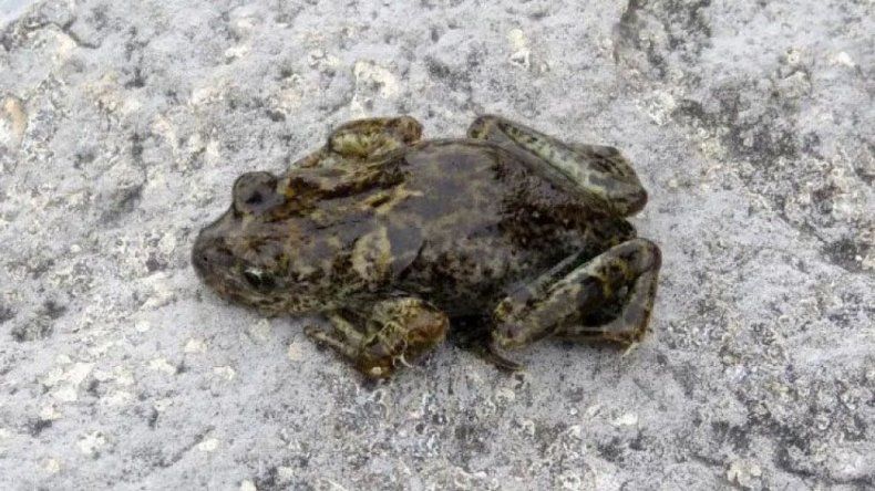 Argentina: buscan proteger a la ranita patagónica, un tesoro natural exclusivo de Neuquén