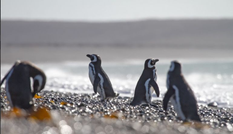 La colonia de pingüinos de Cabo Vírgenes es una de las más pobladas del país. La colonia de pingüinos de Cabo Vírgenes es una de las más pobladas del país.