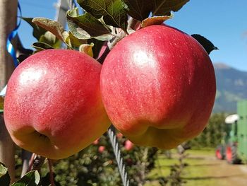 El cierre de la temporada 2025 confirma un cambio en el mapa exportador, impulsado por mercados más distantes y exigentes. El cierre de la temporada 2025 confirma un cambio en el mapa exportador, impulsado por mercados más distantes y exigentes.