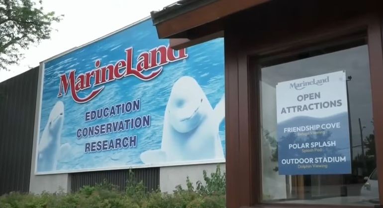 Un acuario canadiense advirtió que deberá sacrificar a 30 ballenas beluga en caso de no recibir ayuda estatal. Un acuario canadiense advirtió que deberá sacrificar a 30 ballenas beluga en caso de no recibir ayuda estatal.