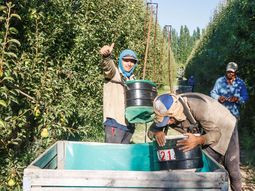 Para el norte de la Patagonia, la fruticultura es un verdadero motor de empleo. Para el norte de la Patagonia, la fruticultura es un verdadero motor de empleo.