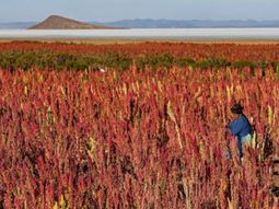 Aás de 3.600 metros de altura y en medio de un clima muy adverso la prodcción de quinoa real se desarrolla en su máxima expresión. Aás de 3.600 metros de altura y en medio de un clima muy adverso la prodcción de quinoa real se desarrolla en su máxima expresión.