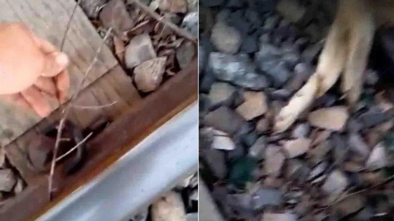 Macabro: ataron a un perro a la vías y murió arrollado por el tren
