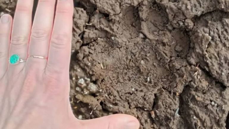 Las huellas de pumas y gatos monteses. Las huellas de pumas y gatos monteses.