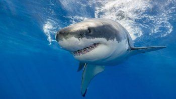 El médico murió en el lugar tras ser atacado por un tiburon en una conocida playa de Nueva Caledonia. El médico murió en el lugar tras ser atacado por un tiburon en una conocida playa de Nueva Caledonia.