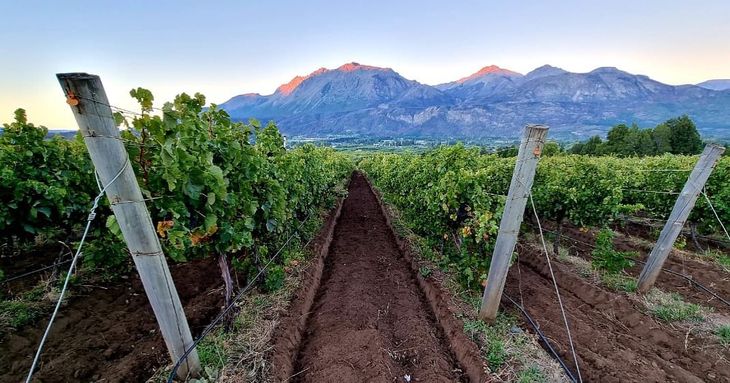 En 1998 se compraron las tierras en El Hoyo y un año más tarde se cultivaron las primeras plantas en una chacra de 27 hectáreas. En 1998 se compraron las tierras en El Hoyo y un año más tarde se cultivaron las primeras plantas en una chacra de 27 hectáreas.
