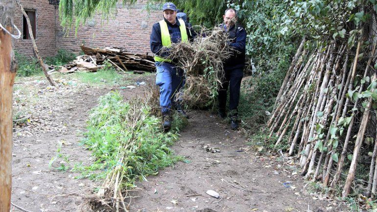 Fueron a buscar armas y encontraron un bosque de marihuana