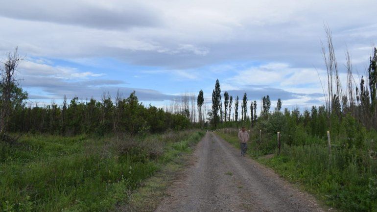 Coparon una chacra y faenaron cinco vacas: hay un detenido